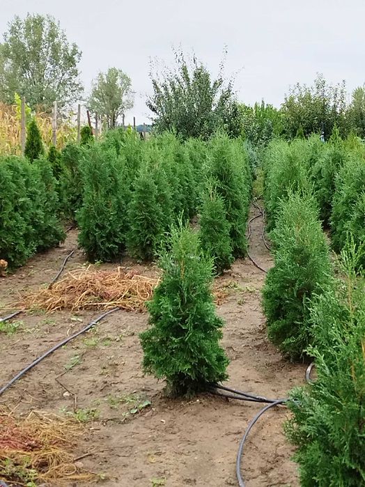 Albizzia,Platani,Tuia