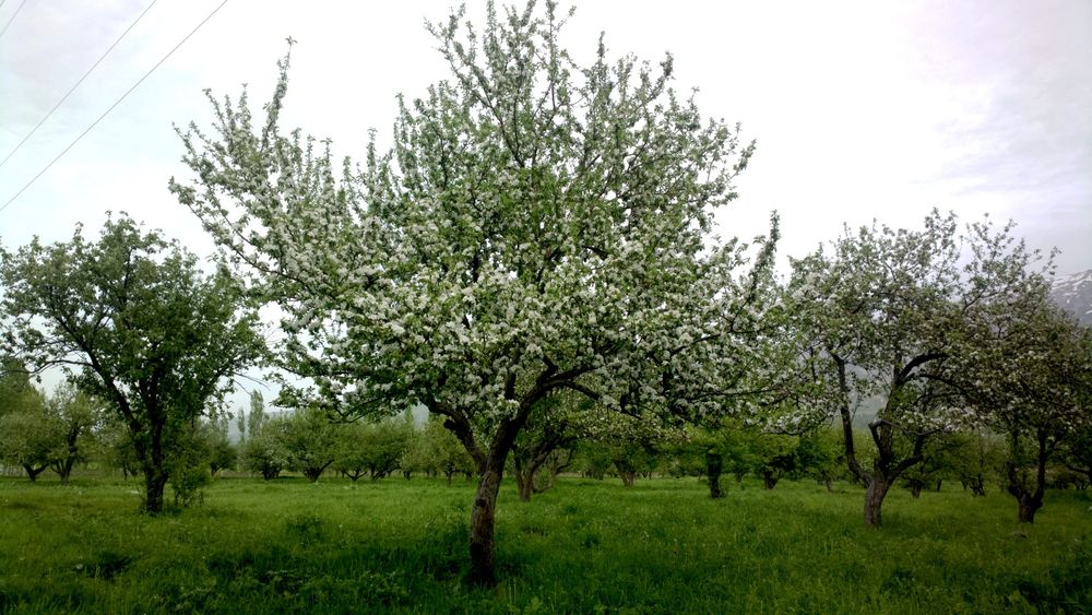 Dexqon kerak srochno