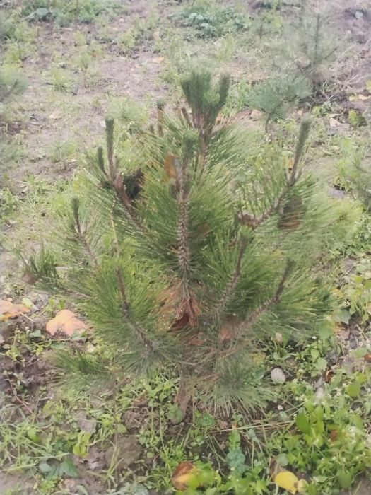 Lola Bagriyannik Buruchina VA Har Hil archalar bor