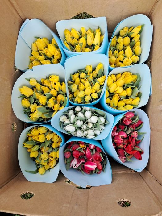 Тюльпан оптом акция