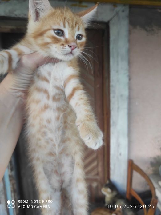 Котята в добрые руки