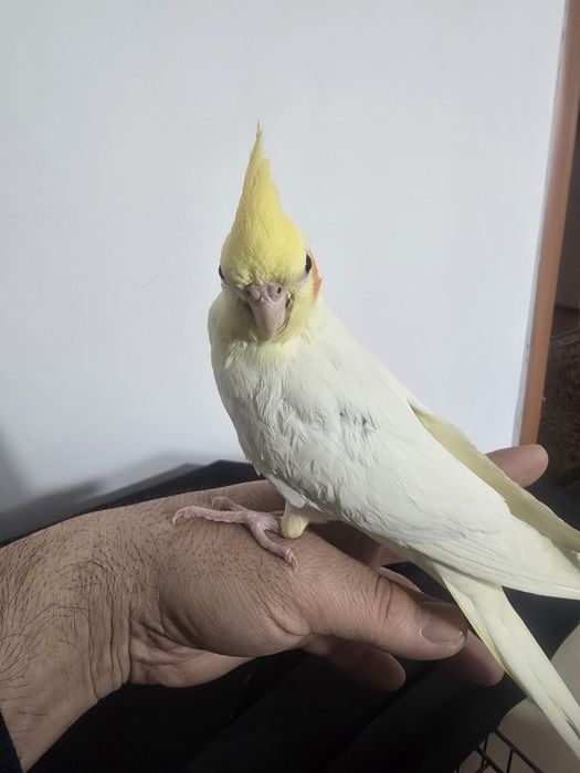 Кореллы птенцы молодые