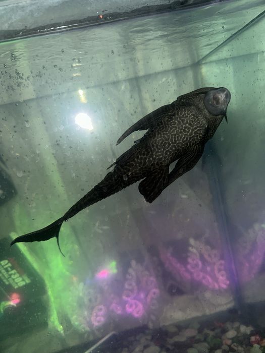 сомцы, плесослар! 30-35см