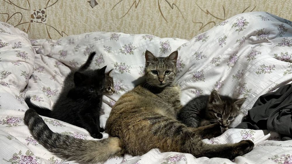 Котята, домашние, для пристройства, 1,5 месяца