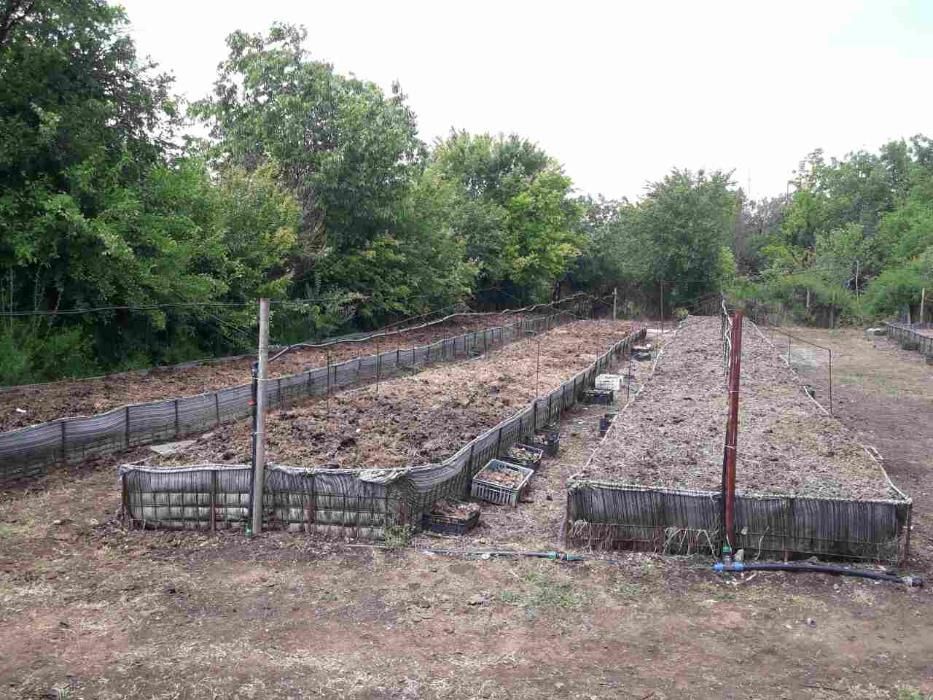 Калифорнийски червеи