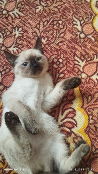 Отдам двух девочек