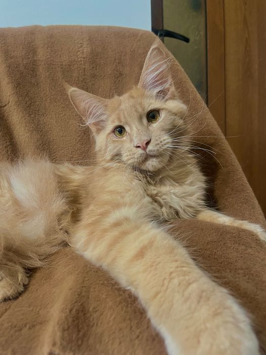 Baietel Maine Coon PEDIGREE Felisa
