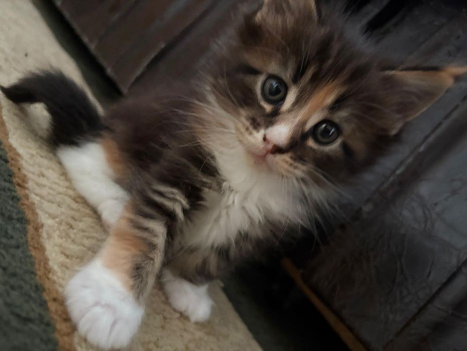 Мейн Кун девочка