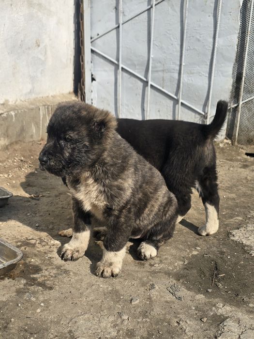 Щенки САО хороших кровей