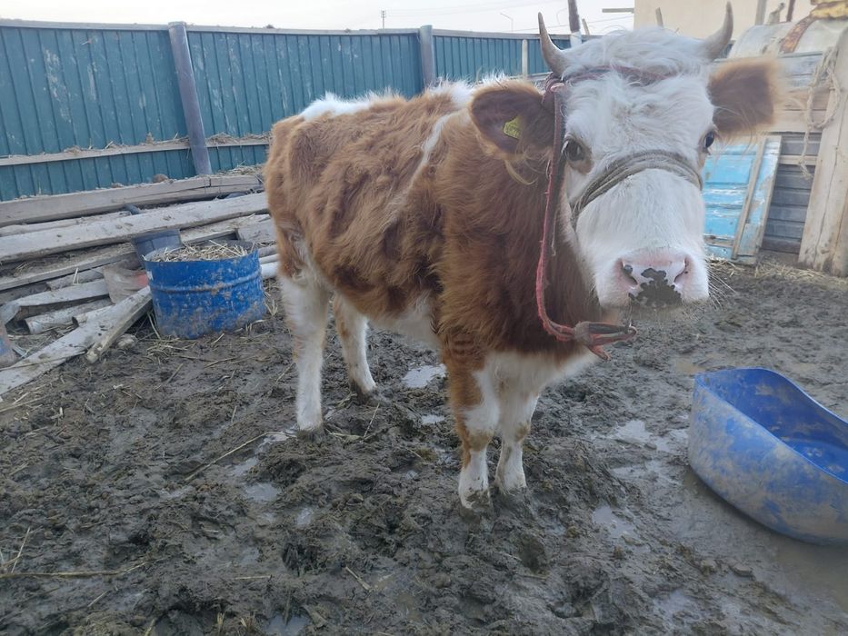 Бузаулы сиыр сатылады