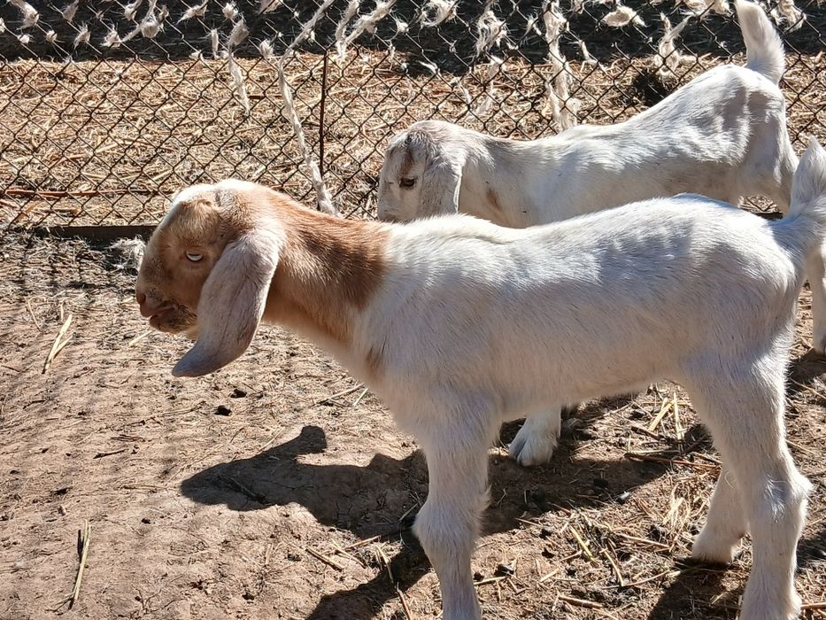 Ағылшын-нуб ешкі