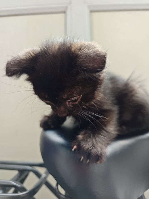 Отдам двух котят
