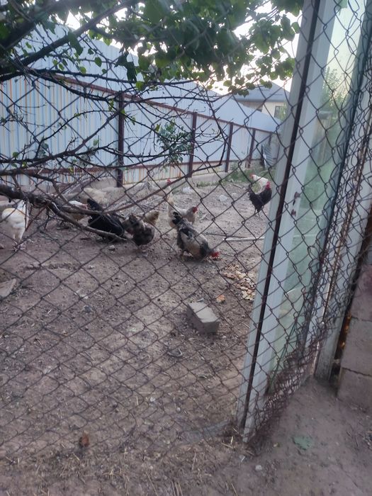 Продам домашние куры