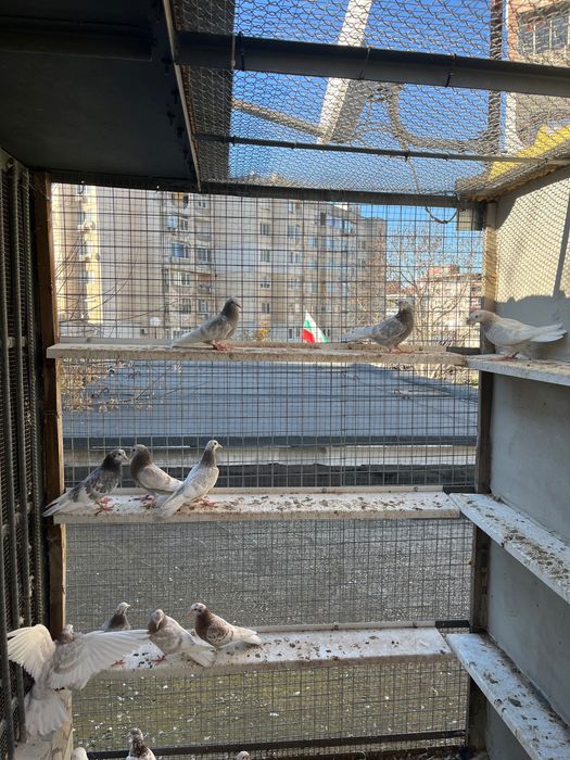 Пазарджишки високолетци