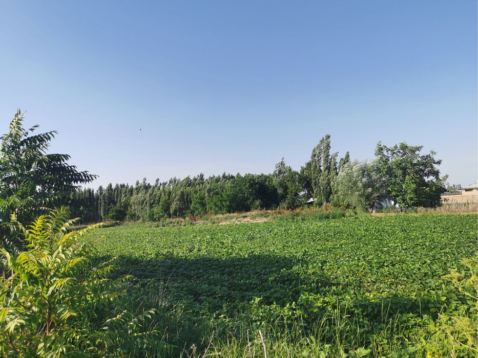 Продам землю 16,5 соток от Ташкента 50 км Куйи чирчик Чингиз МФЙ