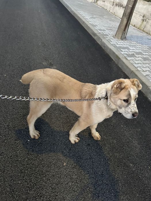 Кучето е на 6 месеца