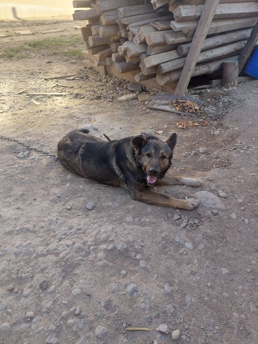 Ит собака тегін даром