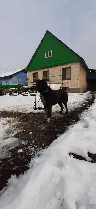 Продам щенок САО Төбет