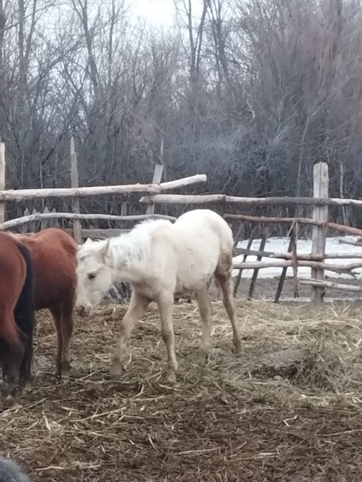 Тайлар сатам 5 бас.