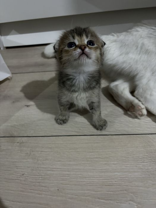 Шотландско-британские котята