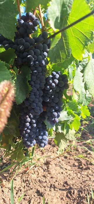 Vând struguri Merlot, Săpoca, Buzău