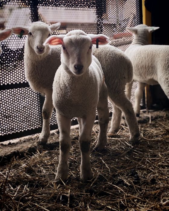 Miei Texel de vânzare