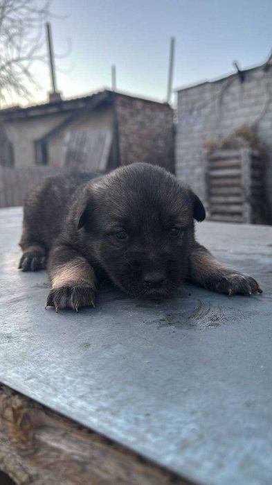 Отдам щенков в хорошие руки