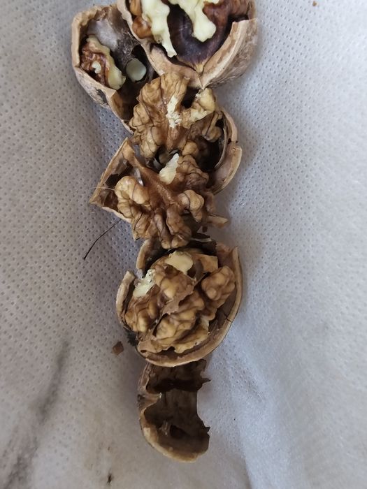 Орехи грекски домашное