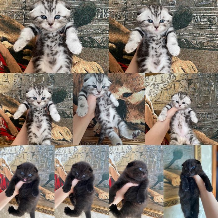 Продаются шикарные котята