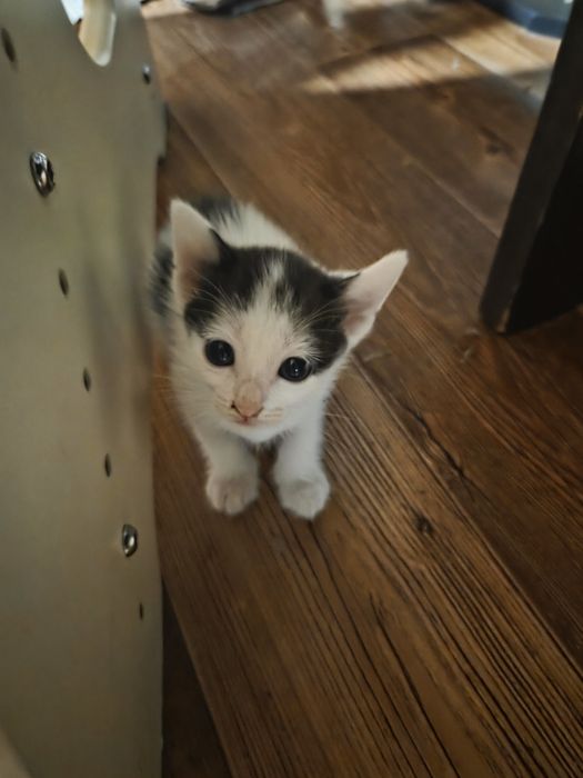 Отдам котят в хорошие руки