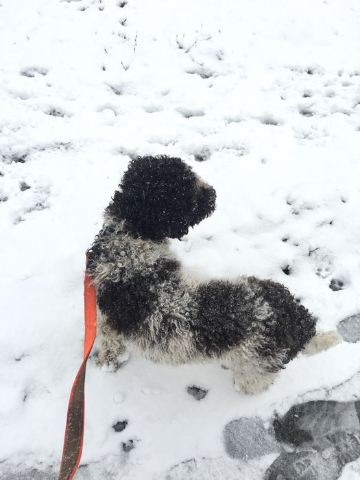 Разхождам кучета | ж.к. Младост