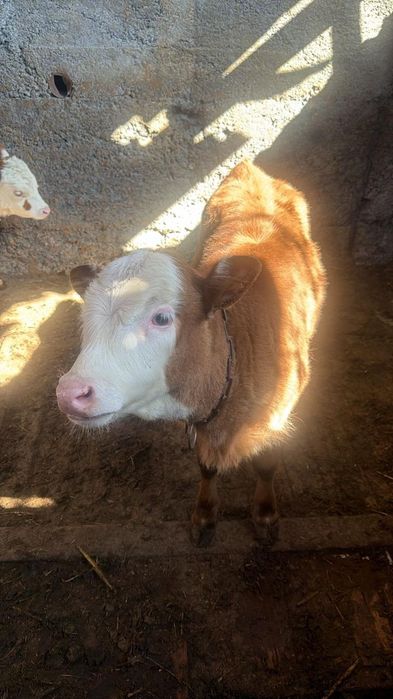 Продам хороших телят