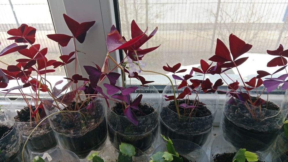 Продам цветок Кислица