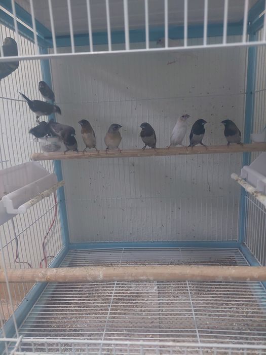 Canari ,pescarusi japonezi și 1 pereche perusi standard