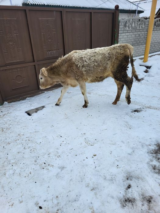 Екі тайынша сатылады