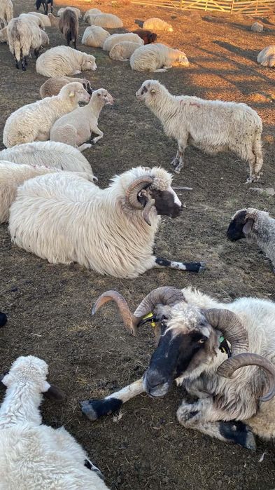 Oi Breze în Căpâlnița