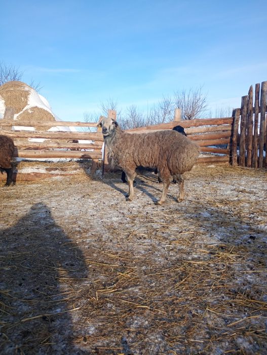 Продам баранчик едельбайской породы