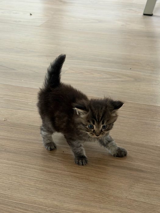 котенок в добрые руки
