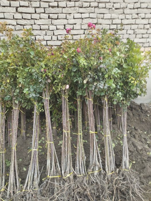 Штампвий гуллар сотилади