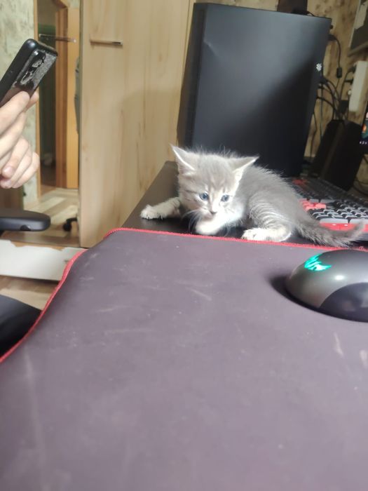 Отдам котенка в добрые руки, мальчик