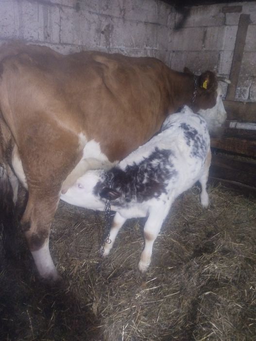 Vând vaci cu viței