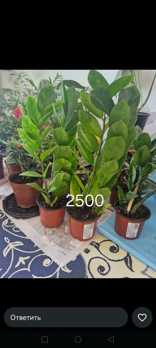 Уй гүлдері арзан