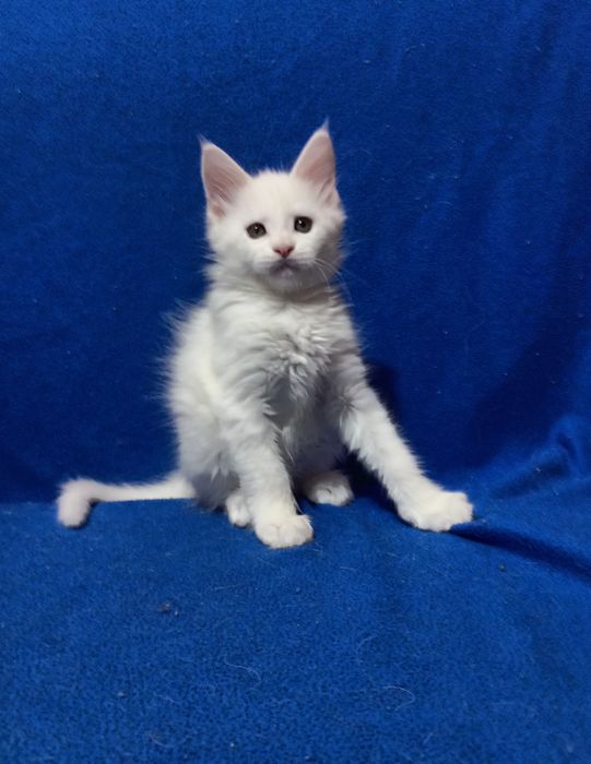 Котята породы Мейн Кун