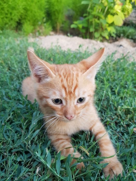 Отдам котят бесплатно