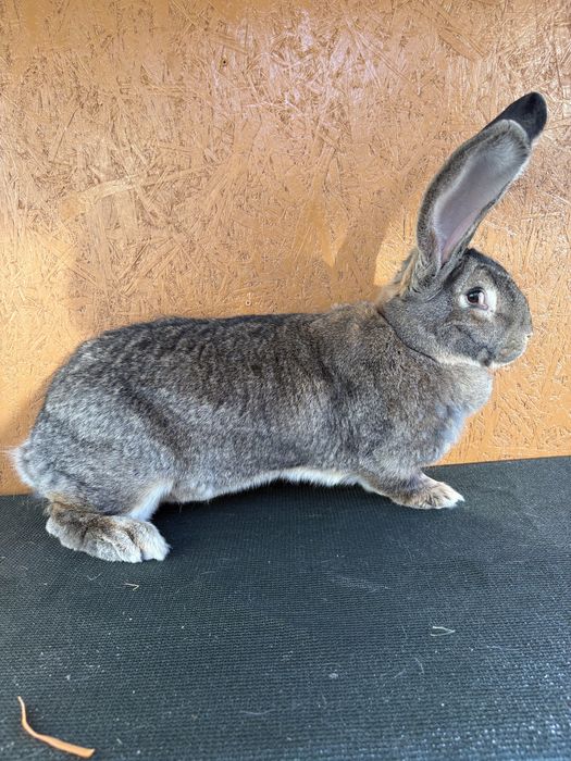 Iepuroaica Urias German