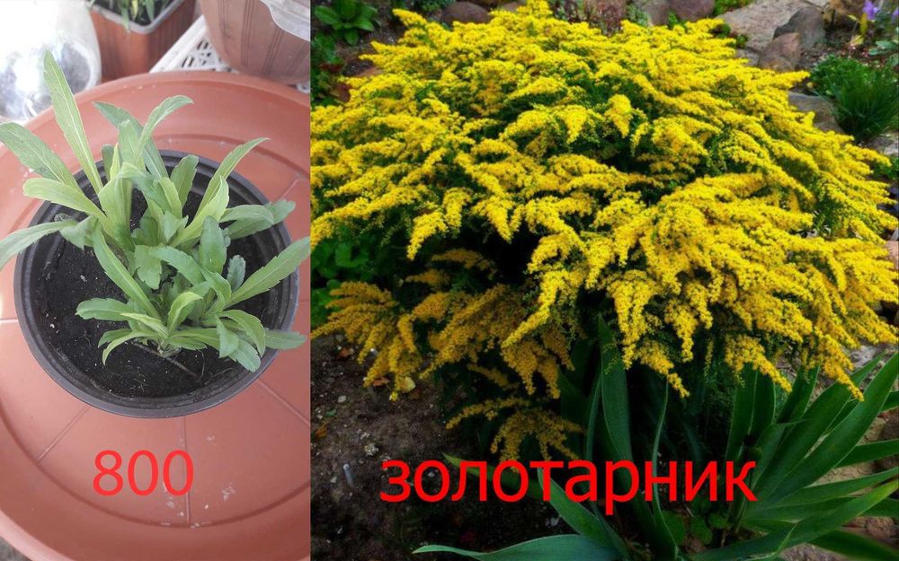Цветочки   разные  продам
