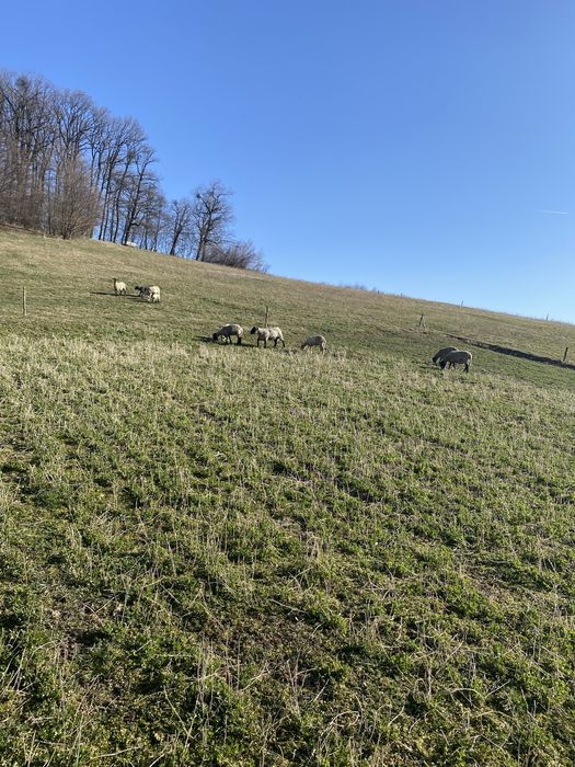 Oi de vânzare+berbec