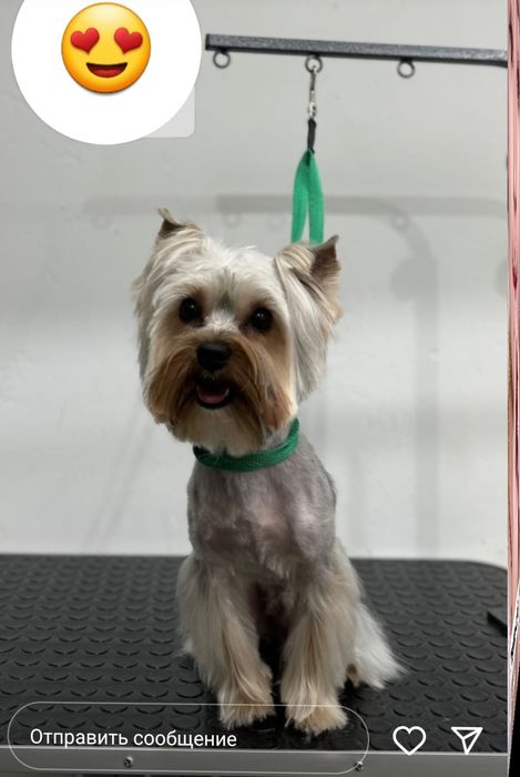 Кобель йоркширского терьера