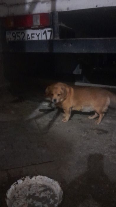 Отдам собачек в хорошие руки.