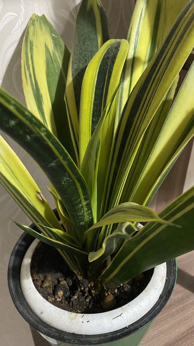 сансивиерия разные